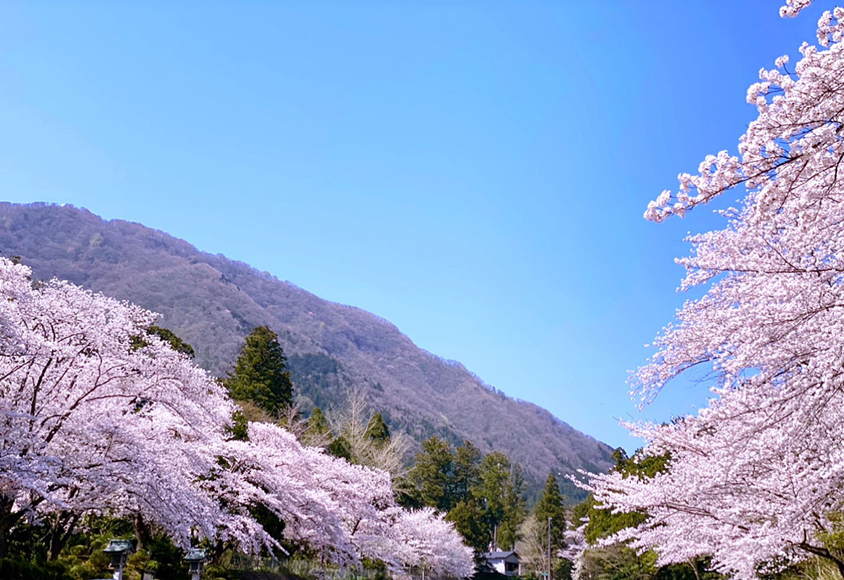 桜山