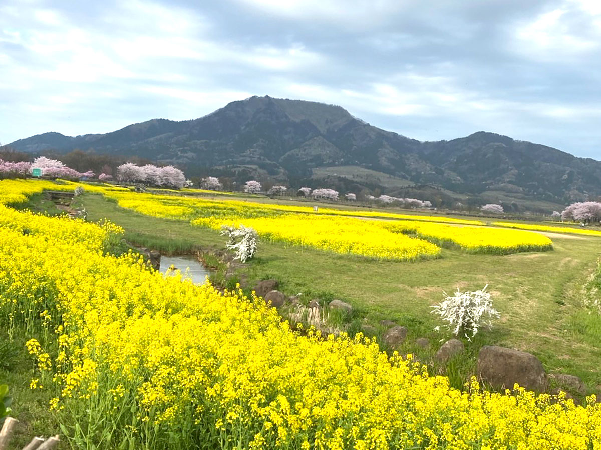 菜花畑